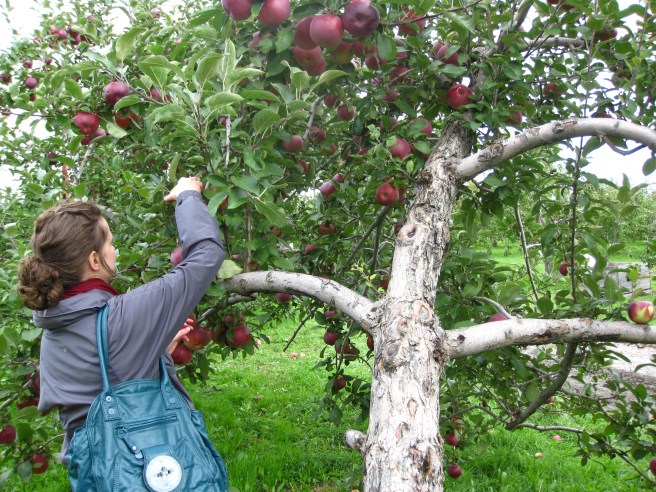 City girl picking apples